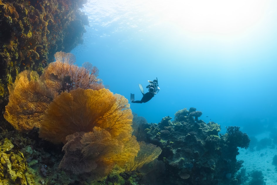 Essential Scuba Diving Tips